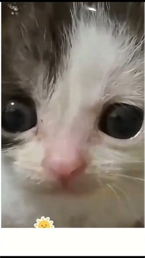 Funny Cat Falls Off the Table 😹 | Hilarious Cat Moment