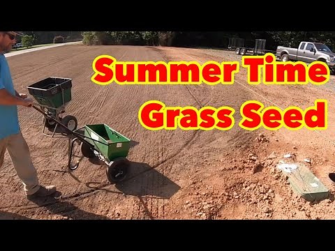 How To Plant Grass Seed in the Summer | Bermudagrass Renovation