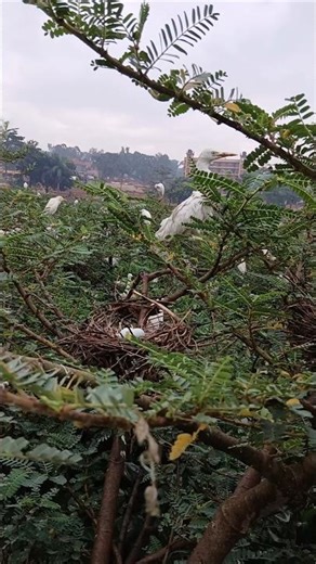 The beautiful trees with big birds and nests full of eggs #birds #birdsoftheworld #birdsong #nature