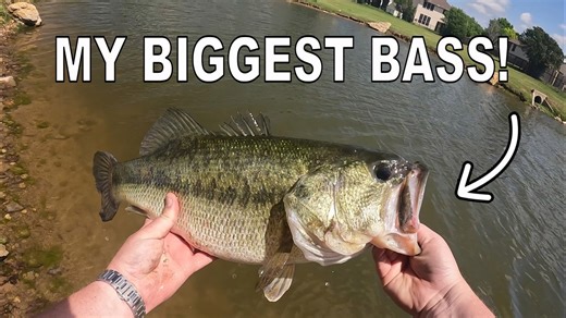 I caught my biggest bass pond hopping with the Geecrack Bellows Gill