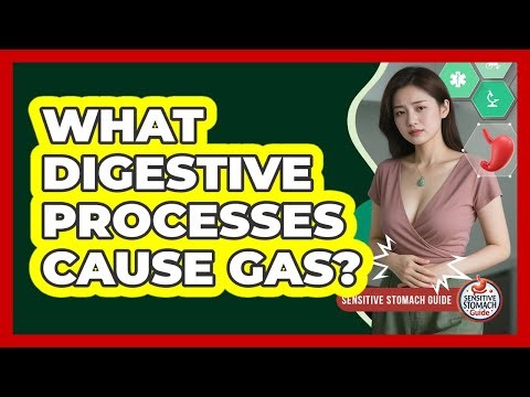 What Digestive Processes Cause Gas? - Sensitive Stomach Guide