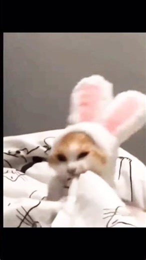 #cat #funny❗ #cute #gacha ❓#edit #animation #art 🈲🈴🈵🈹🉐#gachaclub #gachalife #meme