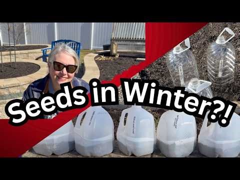 Winter Sowing 3 Ways: Cold Frame, Milk Jugs & Cloches - Episode 78