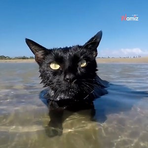 411K views · 18K reactions | Ce chat est comme un poisson dans l'eau  Nathan et sa soeur Winnie sont deux chattes qui adorent passer des après-midi à la plage ️ Cependant, Nathan n'aurait jamais connu le bonheur, et la mer, si elle n'avait pas été adoptée par ses maîtres actuels. Elle a été abandonnée au bord de l'autoroute... Merci à Rian et Melissa de permettre à Nathan de vivre sa meilleure vie 殺☀️  Nathan the Beach Cat | Wamiz | Facebook