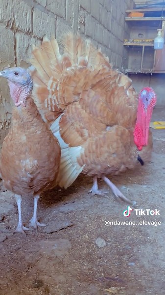 Dinde rouge ❤️❤️❤️#senegalaise_tik_tok #élevage #agriculture #hérminé #volai #galsen_tiktok #tutorial #pourtoi #dinde #agr #pigeon #poulet