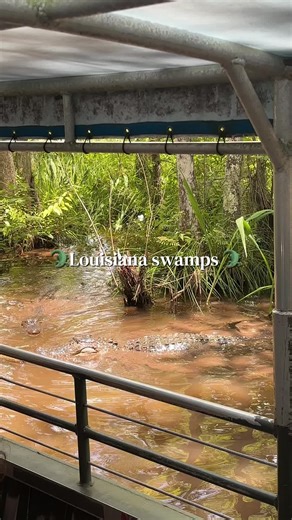 Experience the Best Swamp Tour in Louisiana