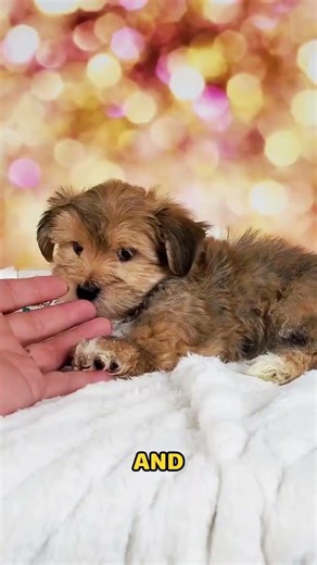 Say hello to Taco, the F1 Morkie boy with adorable brown and white markings, a tiny frame, and a