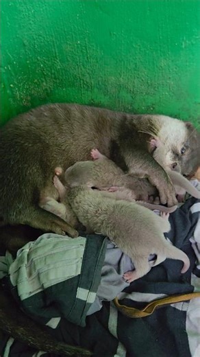 6 hari usia otter ku ll 6 days old my otter #siboni #sibona #otter #animals