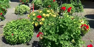 High pollen count affecting people with spring allergies