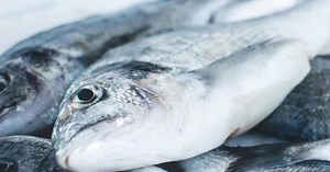 Ten Surprising Everyday Uses of Unwanted Fish Parts