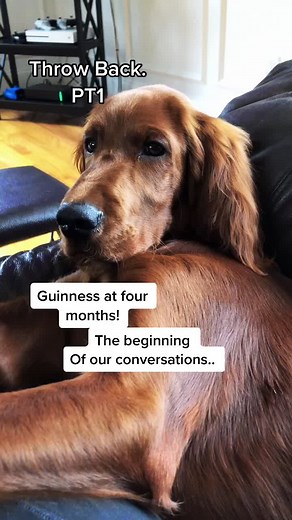 Introducing Guinness: Our First Talking Irish Setter Puppy Conversation