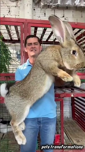 Amazing Pets Transformation ! | Bunny, Fish And Monkey 🐒 Evolution