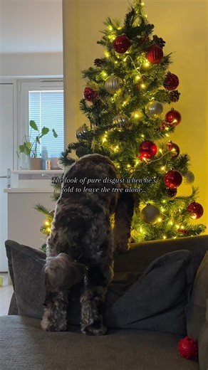 Mums always ruining his fun :/ #dogtok #dogsoftiktok #dogloversoftiktok #dogmom #doglovers