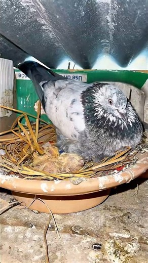 Moving Baby Pigeons to a Fresh New Nest. #pigeon #nest #change