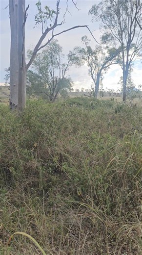 10K views · 135 reactions | Saying goodbye to the yellow spotted monitor | Harrison's Gold Coast and Brisbane Snake Catcher | Facebook