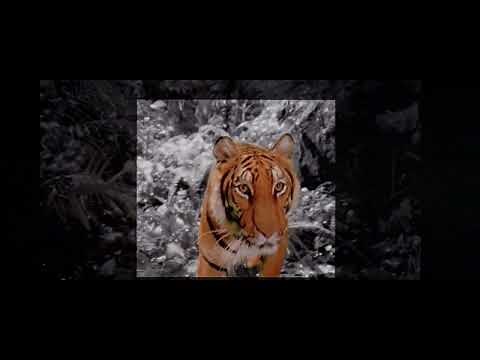 Mandalay Entertainment Logo