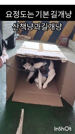 Smart stray cat #Dog-like cat #Cat #Cat for fun #cat