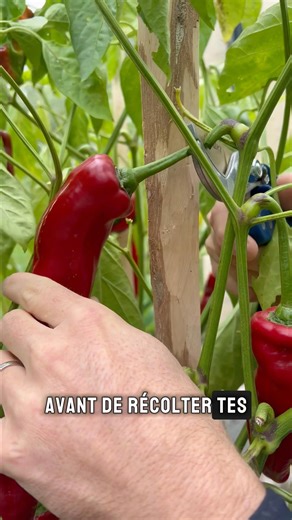 Growing peppers requires patience… but what a reward! 🫑