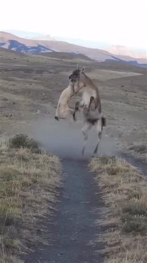 11K views · 1.2K reactions | New Episode Just Dropped. Predator vs....