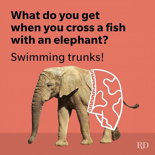 45 Elephant Jokes That Are a Ton of Laughs