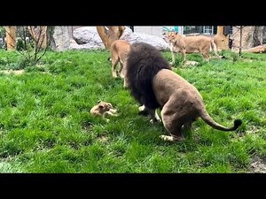 New baby lion plays with mom at Lincoln Park Zoo