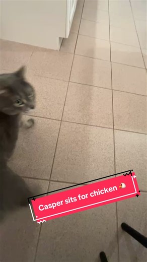 How to Train Your Cat: Proven Tips and Tricks