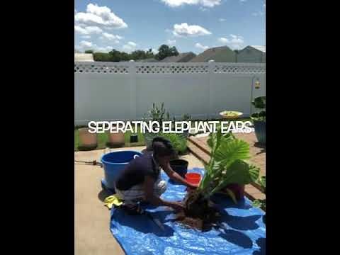 How to separate elephant ears