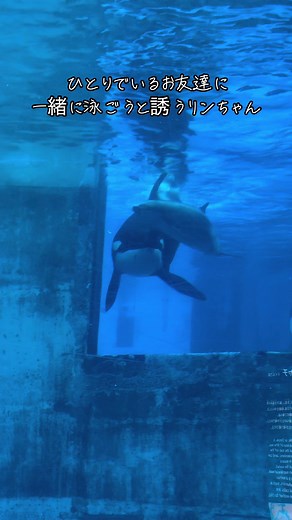 名古屋港水族館のシャチとイルカの仲良しシーン