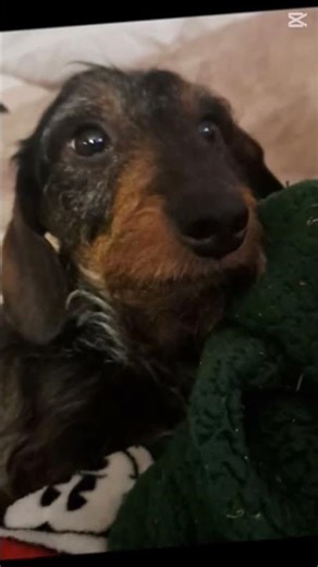 Ed sheeren edit #dog #dachshund #edit #viral