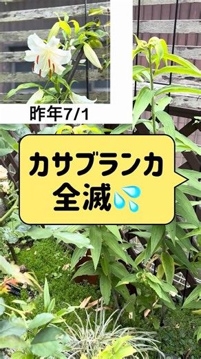 《⚠️ユリが咲かない💦》ユリクビナガハムシの幼虫に注意⚠️刺さないから手袋してお箸で取れるよ‼️ #02友 #ガーデニング #02onz