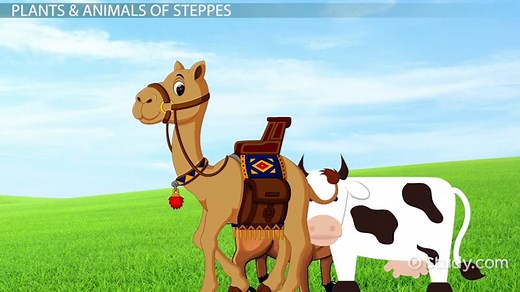 Steppe in Geography: Definition & Examples | What is a Steppe?