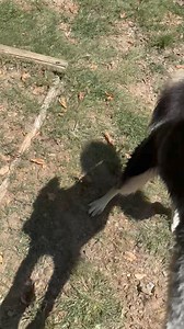 5K views · 36 reactions | ❤️Rex is such a happy and playful guy. Someone needs to add him to their family! Come see us today until 5. | Humane Society of Pulaski County | Facebook