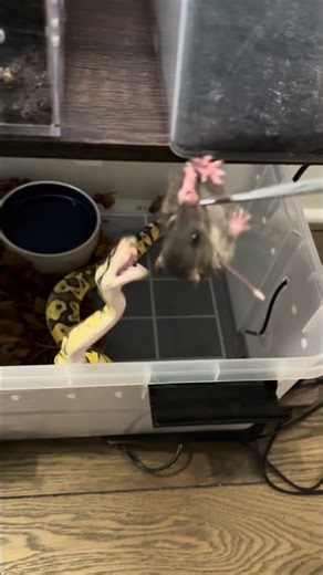 Ball python snags rat off tongs #snake #reptiles #rat #python