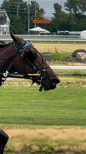 #playbigm #harnessracing | Meadowlands Racetrack