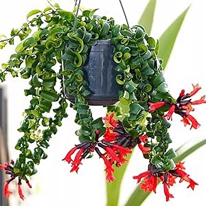 Aeschynanthus Curly Lipstick Vine for Planting, Twister Lipstick Plant Live in 3 Inch Container, Red Lipstick Live Plant
