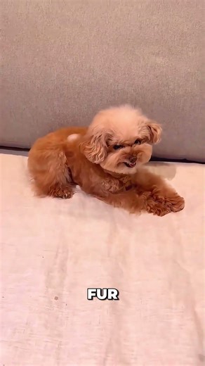 The Ice Cube Test Every Dog Owner Needs to See 😂🐶 #dogreaction #pettest #shorts