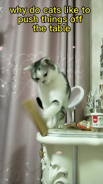 Why Cats Like to Push Things Off the Table