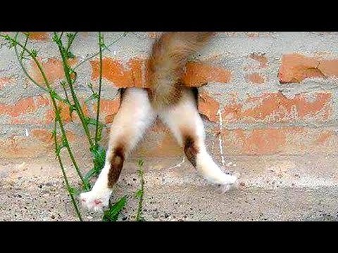 Funny CAT FAILS that will make you POOP YOUR PANTS FROM LAUGHING - Best CAT compilation