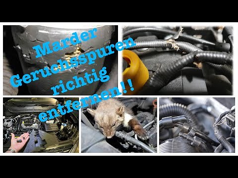 Correctly remove marten odor traces in the car engine compartment and initiate countermeasures