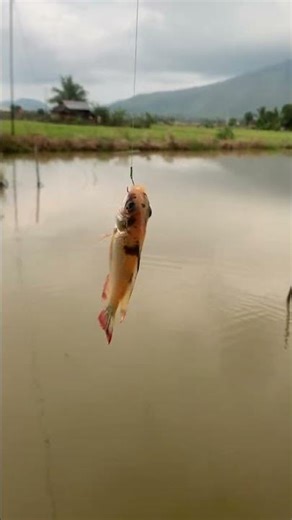 Spesies ikan baru yang mungkin harganya di luar nalar? #fishing #fish #indonesia