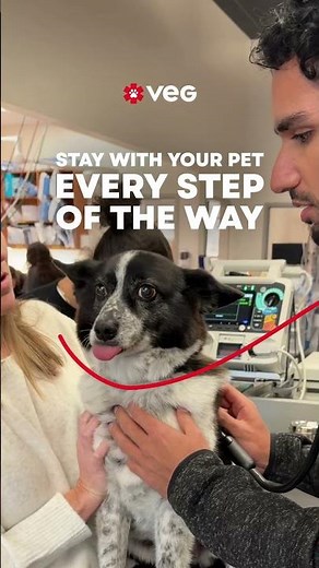 Free 24/7 Access to a Veterinarian