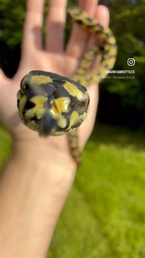 Jungle Carpet Python