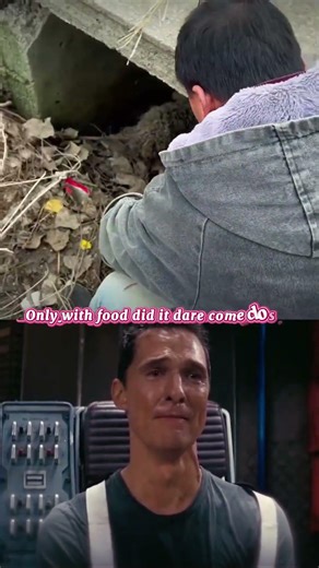 A scared dog slowly learns to trust humans 🐶 ❤️#shorts #emotional #sad #dog #cat #rescue