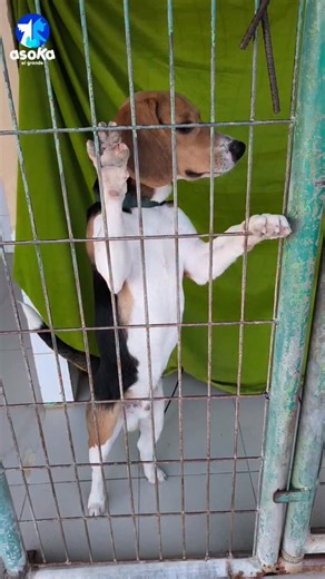 Asoka El Grande on Instagram: "💔 COMPRADO Y ABANDONADO EN UNA JAULA CON 9 MESES 💔 Poned el audio. Cooper fue comprado como un capricho y 9 meses después se han cansado de él y lo han abandonado. Por suerte, dentro de poco se irá con una familia definitiva que lo quiera de verdad, pero os subimos este video para que veáis la realidad. Así lo pasan cuando acaban en una protectora, llorando, desesperados porque no saben que hacen aquí. Esta es la consecuencia de los caprichos de la gente 💔 #asok