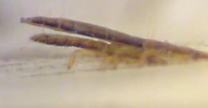 Scientists Film Lice Having Sex for the First Time