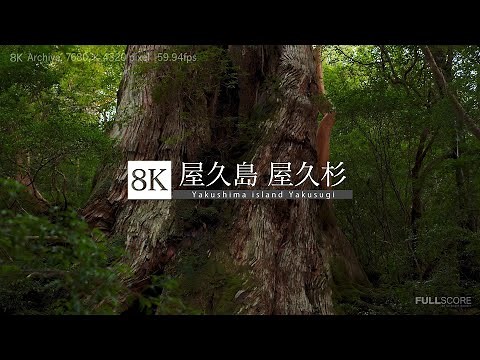 [8K footage] Yakushima island Yakusugi [屋久島 vol.2 屋久杉 8K]