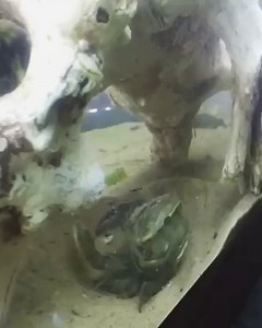 44K views · 792 reactions | Pretty amazing video of a blue crab...