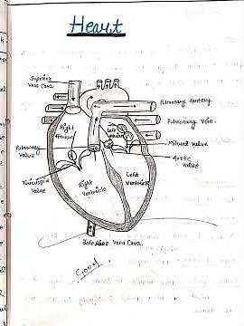 Case Study/Presentation on "Congestive Heart Failure"