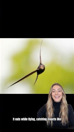 The Bird That Never Lands 😲 | Common Swift’s Incredible Sky Life #wildlife #amazing
