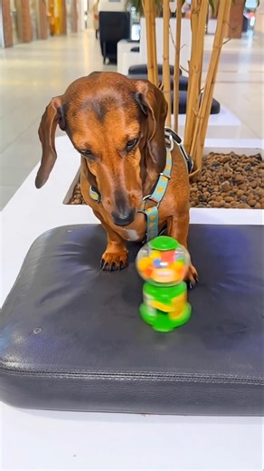 When Chintu’s Gems Turned Into a Big Problem 😄 #viralshort #dog #youtubeshorts